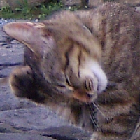 neko-twitter-200px.jpg